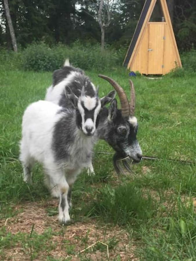Alloggio per agriturismo Niiralan Tila : Starlite Laitila